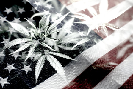 Marijuana on American flag background.
